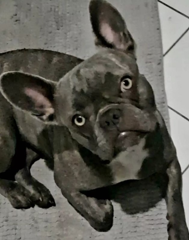 frenchbullycoco's tweet photo. #FrenchieLife โฅ๏ธ๐พ๐พ
https://t.co/6FJNe9Qgu8
#MansBestFriend #FrenchBulldog #FrenchBulldogLovers #FrenchieLove #UKFrenchie #FrenchieCrew #PuppyLove #DogOfTheDay https://t.co/C2FJDvvHK9