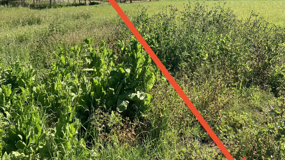 Strip of winter sown chicory sprayed in early September with 2L Thistrol Gold (left) vs the untreated (right).  If looking to use on spring sown chicory, graze the stand back if it’s gotten moving and use Thistrol Gold to take out the likes of wireweed.