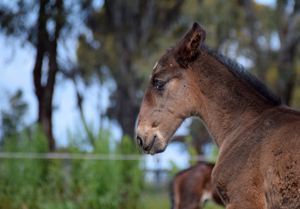 EquineRivers's tweet photo. #FoaldayFriday
Some of our foals are just not morning people. It's not all sunshine and lollypops at Llowalong Farms!
#Vicbred https://t.co/E9JTAzqdI8
