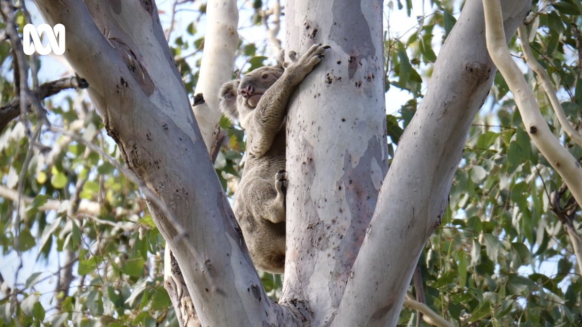 Katrina Beavan (@katrina_beavan) on Twitter photo Grazier Nina Hensley's eagle eyes spotted this cutie on her drive home on Wednesday, just outside of Clermont. She pointed it out to myself & <a href="/jasminehines_/">Jasmine Hines</a> (as we were in town) - I just had to snap a pic 🐨📸😍 Grazier Nina Hensley's eagle eyes spotted this cutie on her drive home on Wednesday, just outside of Clermont. She pointed it out to myself & <a href="/jasminehines_/">Jasmine Hines</a> (as we were in town) - I just had to snap a pic 🐨📸😍