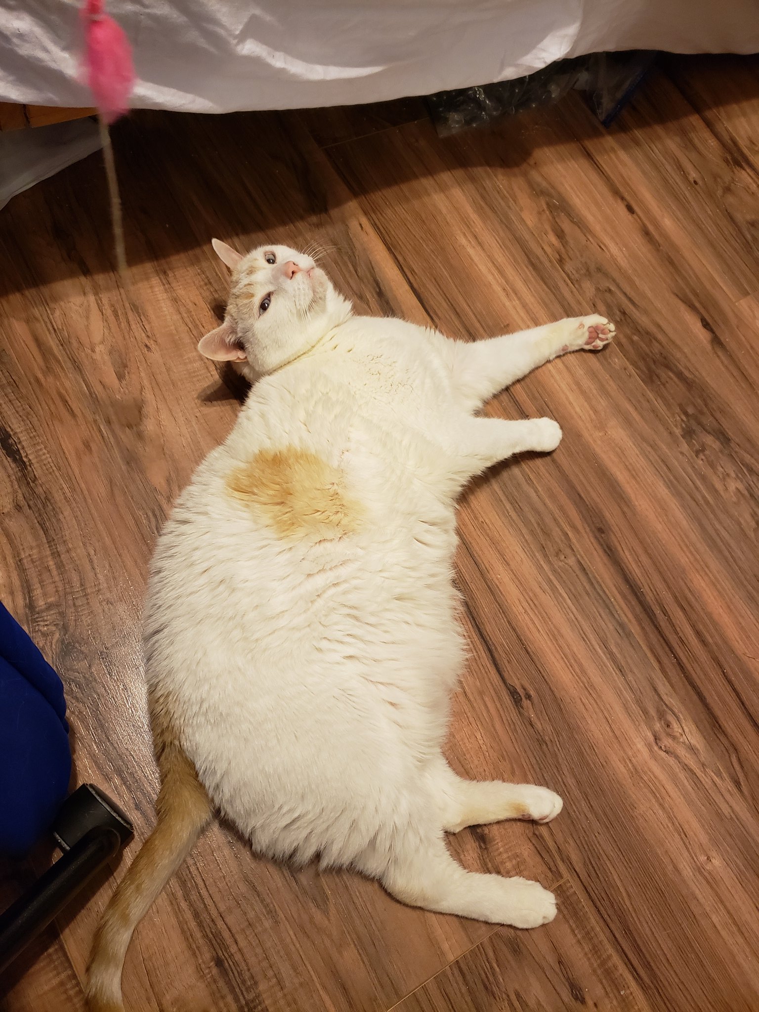 christmas jiji on Twitter "DorkAssWeeb790 Jiji https//t.co