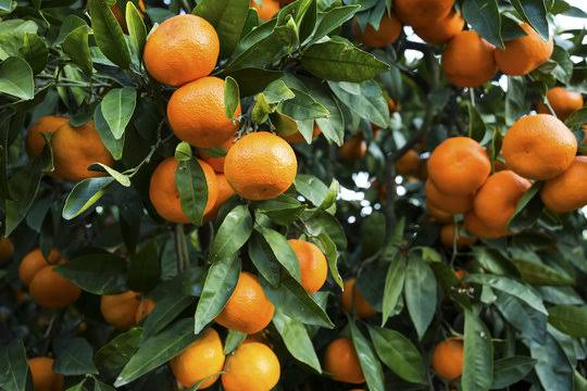 Günaydın Günaydın 
Bol tüketilmesi gereken meyve sezonu açıldı abanıııınnnn 🤣🤣
sağlıklı huzurlu maneviyatı bol bir gün diliyorum neyseki yarın tatil 
#Günaydın ☕️☕️☕️
#Cuma 😊😊🙏🙏
#Konyadakatliamvar 🐕🐕🐕🐕
#İzmir 💦💦💦
#Yağmur ☔️☔️⛈️⛈️