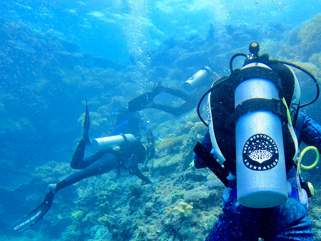 We have a 2 for 1 deal this Black Friday...2 fish for every 1 coral we outplant! Fish frequently come and check out the new surroundings, our most popular customers are a variety of wrasse and damselfish! What fish do you see when you're in the water?  

If you don't have the opt