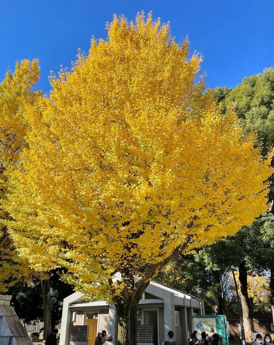 台東くん 上野恩賜公園の紅葉が見ごろを迎えたパゴッ 紅や黄色が綺麗で目移りするパゴッ 天気のいい日は お散歩しながら秋を一緒に楽しむパゴッ 台東区 紅葉 上野公園 台東区 台東区民ニュース