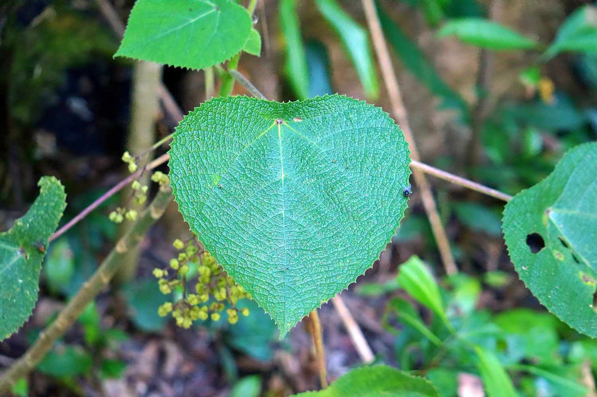 semestasains's tweet photo. Hanya dgn menyentuh daunnya, Dendrocnide moroides (Gympie-gympie) akan segera menimbulkan rasa mual dan terbakar pada kulit. Tanpa penanganan yg segera, rasa sakit bisa bertahan selama 1-3 minggu.

Hidup di hutan hujan Australia.

🎥: https://t.co/RY2vmxBFbf https://t.co/cAaBpiJqah
