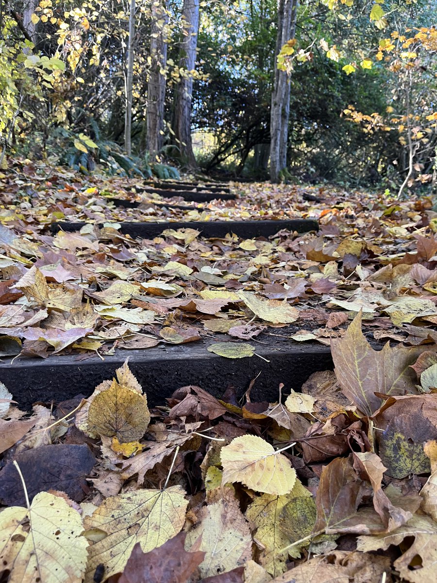 NearAndFarAZ's tweet photo. What beautiful day for a #ThanksgivingWalk in #Seattle today! #HappyThanksgiving #SeattleWA #ColmanTrail #MtBakerBeach https://t.co/YfHDsPEp2T