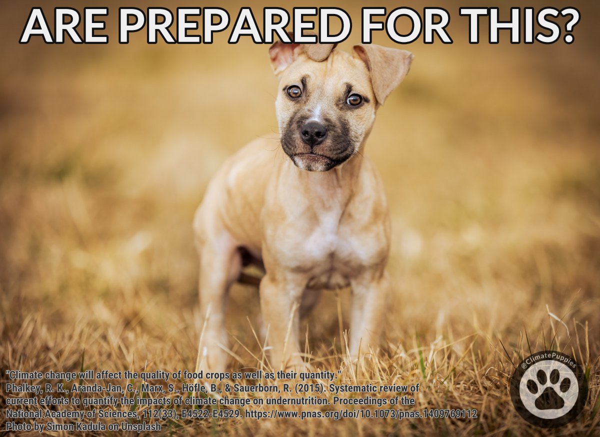 How Will Climate Change Affect Dogs