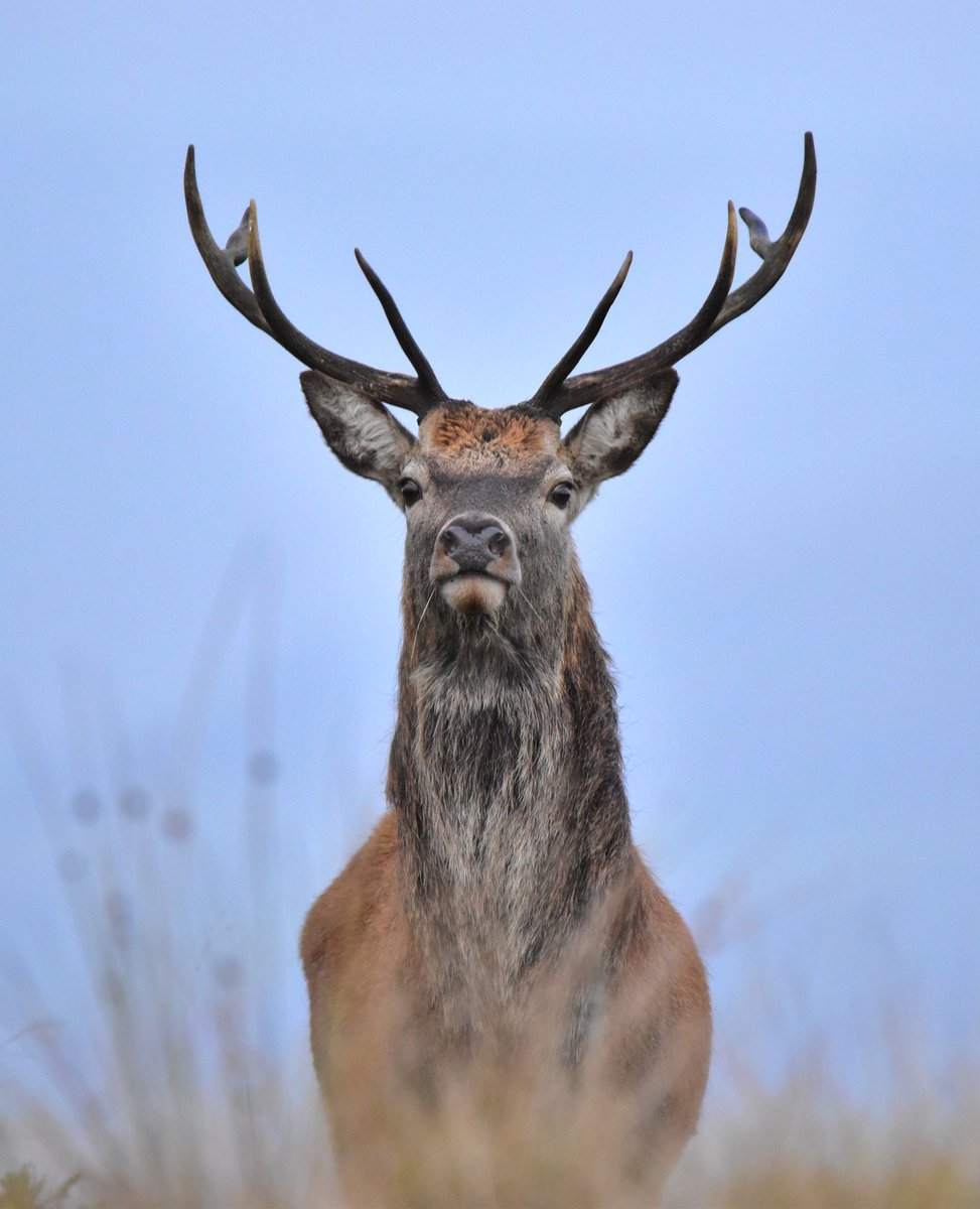 Proud red deer
#wildlifephotography