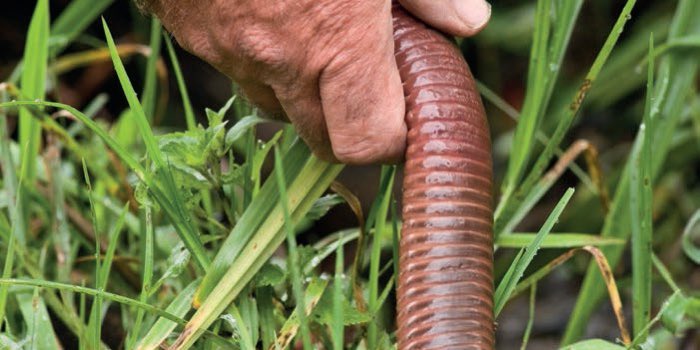 Soil is alive🦠🍄🐜🪱🤎

Discover everything about life in soils, from microbes invisible to the naked eye to giant earthworms😮🤩

Free download of <a href="/EU_ScienceHub/">EU_ScienceHub</a> and <a href="/theGSBI/">Soil Biodiversity</a> GLOBAL SOIL BIODIVERSITY ATLAS➡️esdac.jrc.ec.europa.eu/content/global…

#SoilBiodiversity