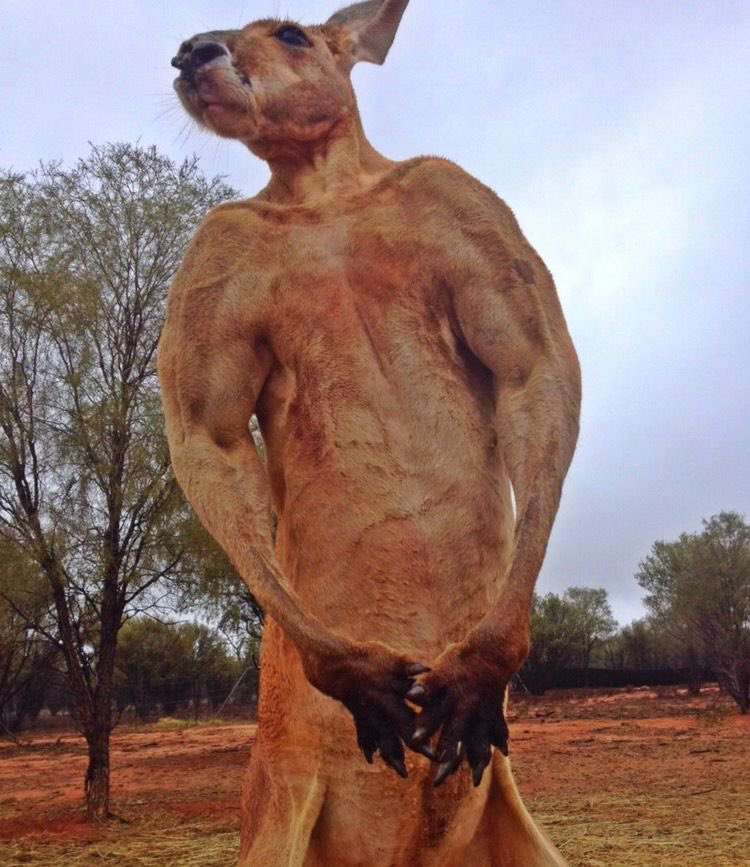 Whatever you do, never get into a fight with a kangaroo 😭
