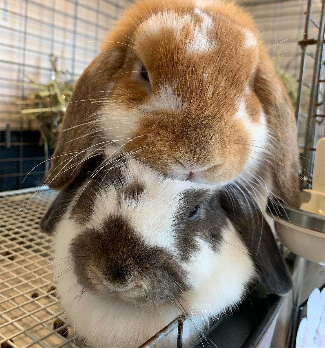 RabbitLink2's tweet image. お迎え可能なウサギさんの情報
ferret-link.com/animalcat/rabb…
ウサギさんの情報マガジン
ferret-link.com/usagitimes/
ウサギさんの診療できる動物病院一覧
ferret-link.com/rabbit_clinic/
ウサギさんの災害時の備えについて
ferret-link.com/rescue-rabbit/