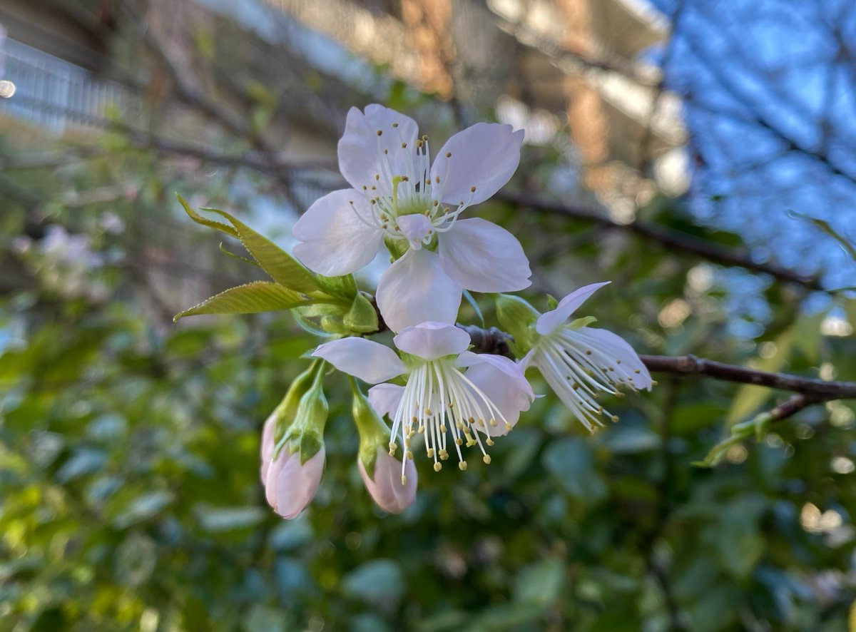 Hari Devkota tweet media