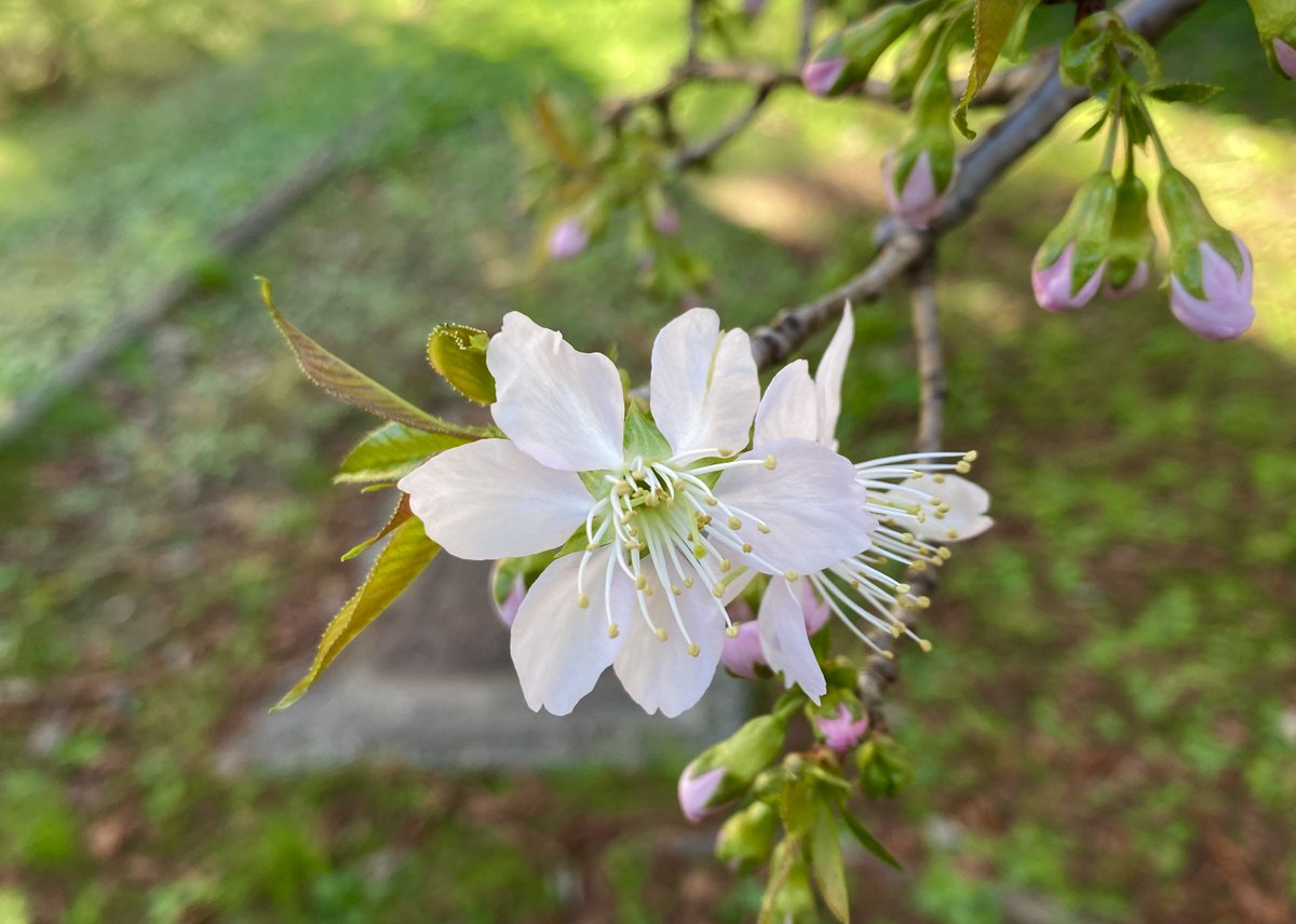 Hari Devkota tweet media