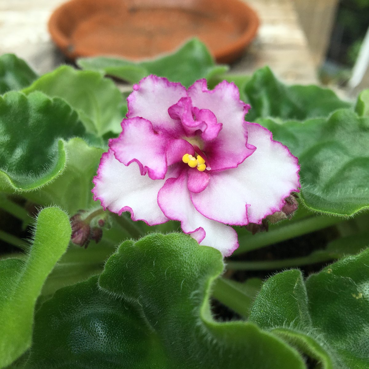 FlowerPatchPam's tweet photo. African Violets bring a spark of color to your home during the shorter days. https://t.co/S3FpzcCGwi     #houseplant #flowers https://t.co/CCdY81l53U