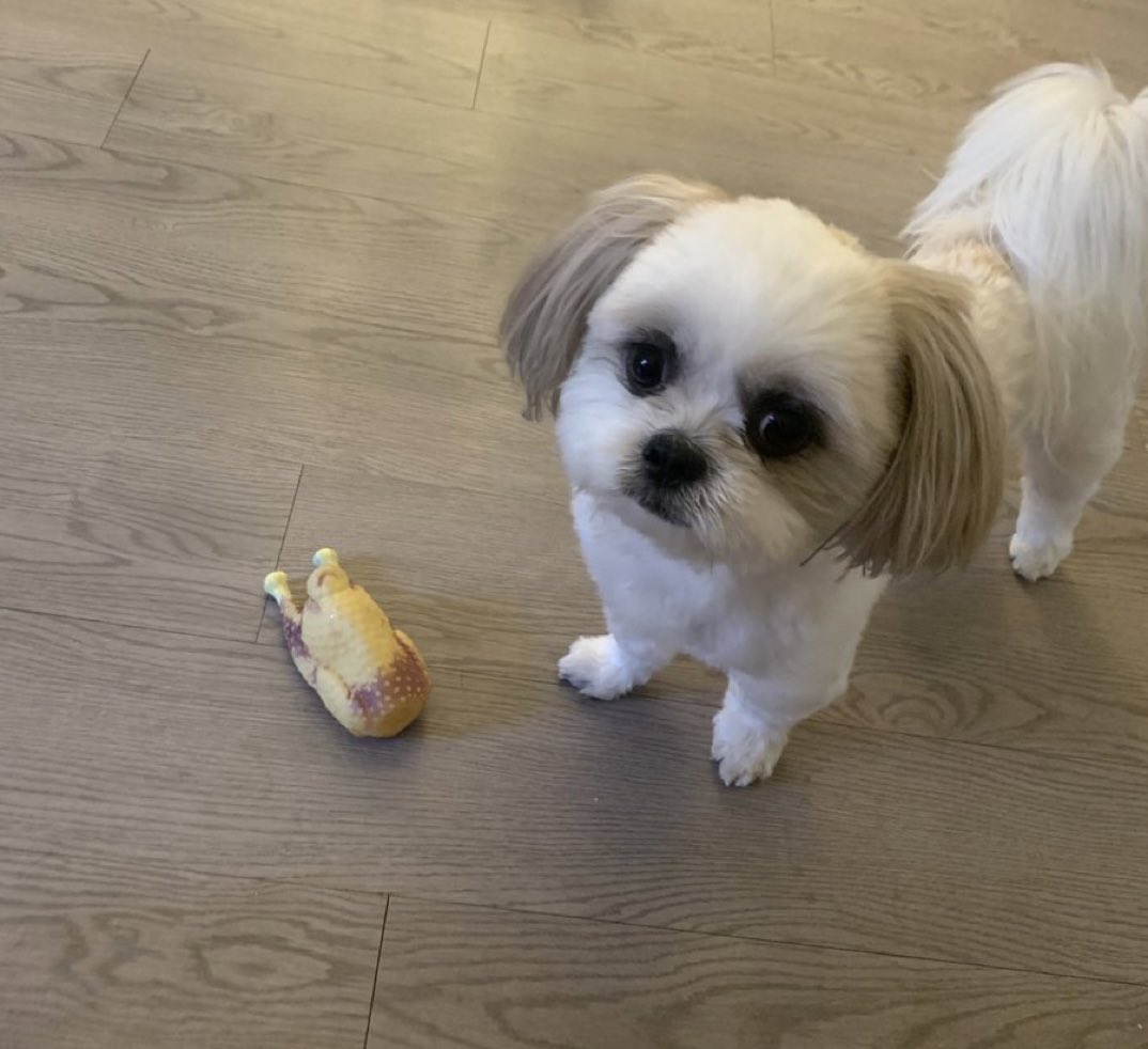 tize4PF's tweet photo. i hate this specific type of dog and i hate how delusional the owners are too https://t.co/oj4nt2ylMO