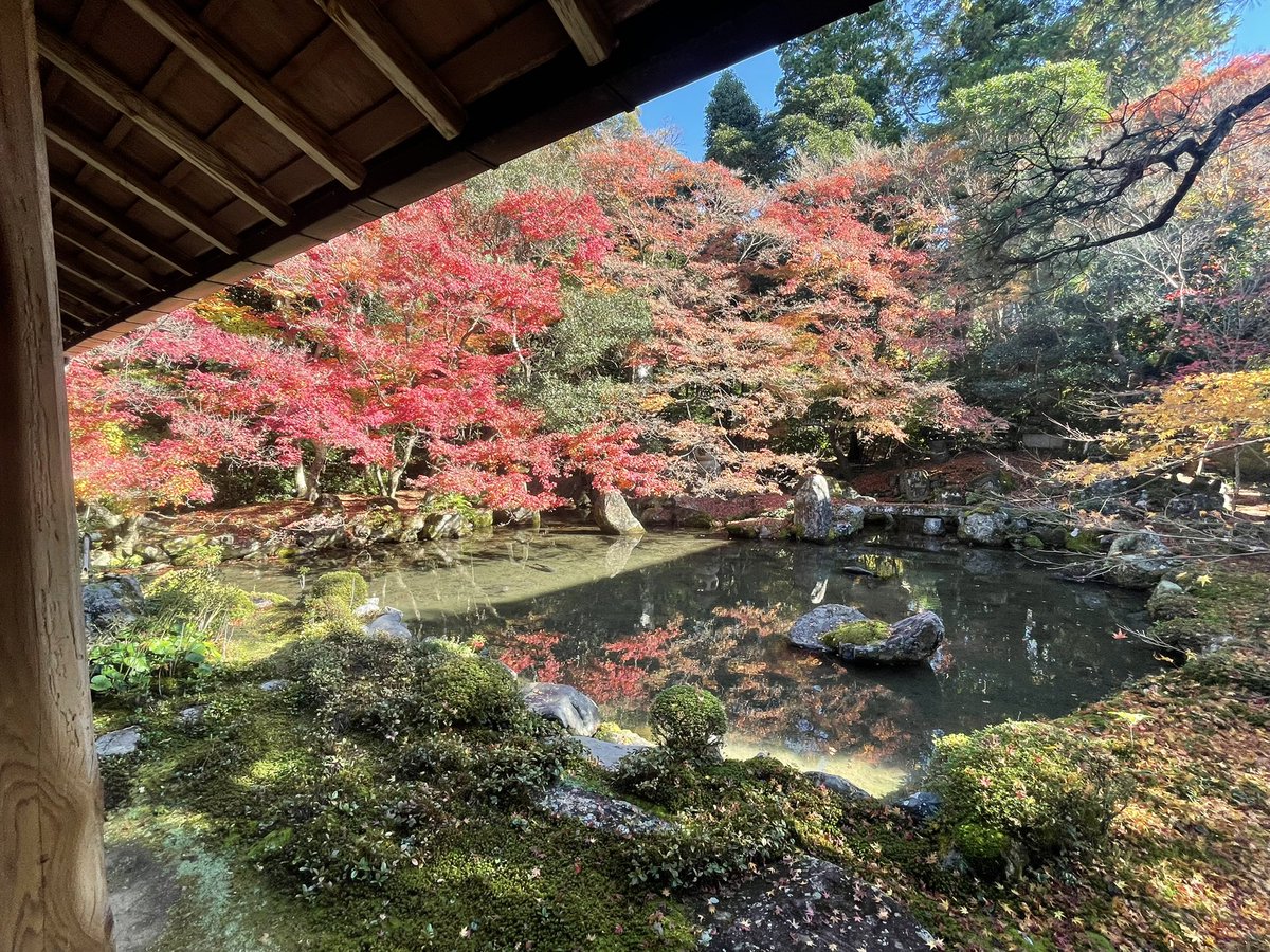 「蓮華寺。紅葉名所ではあるけど元々は修行の場なので本堂付近の撮影はNG庭園と赤絨毯」|浅角@のイラスト