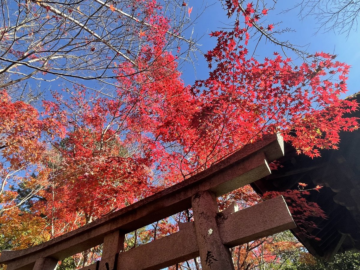 「蓮華寺。紅葉名所ではあるけど元々は修行の場なので本堂付近の撮影はNG庭園と赤絨毯」|浅角@のイラスト