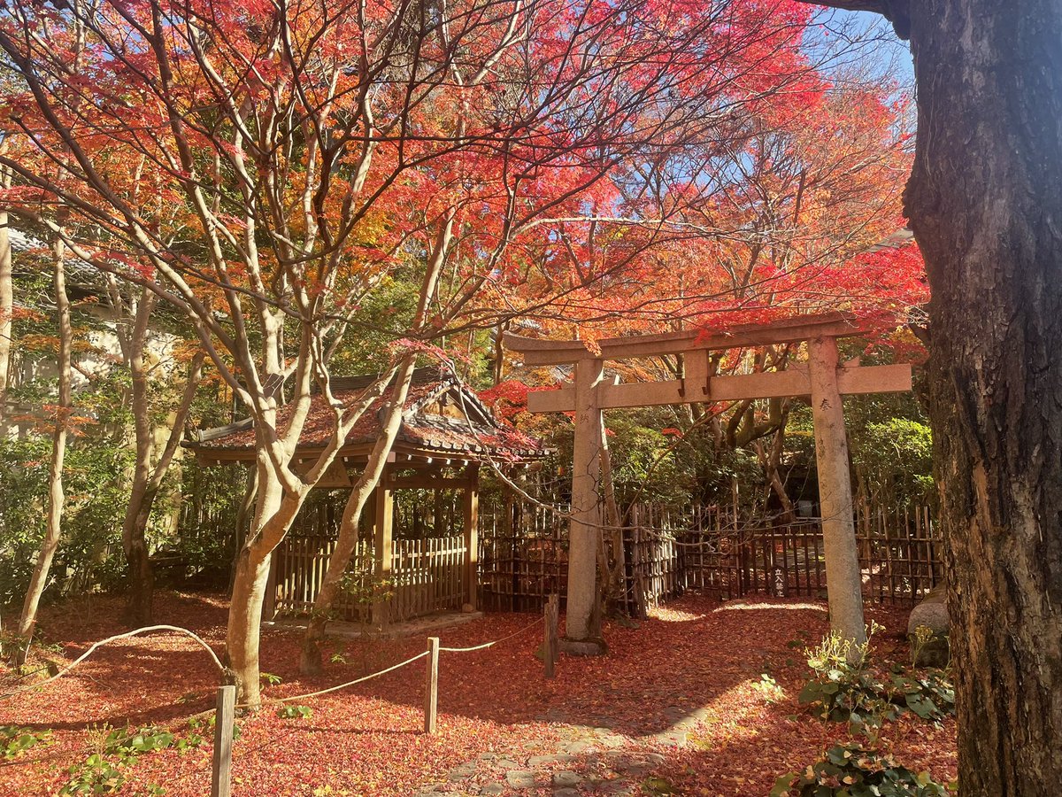 「蓮華寺。紅葉名所ではあるけど元々は修行の場なので本堂付近の撮影はNG庭園と赤絨毯」|浅角@のイラスト