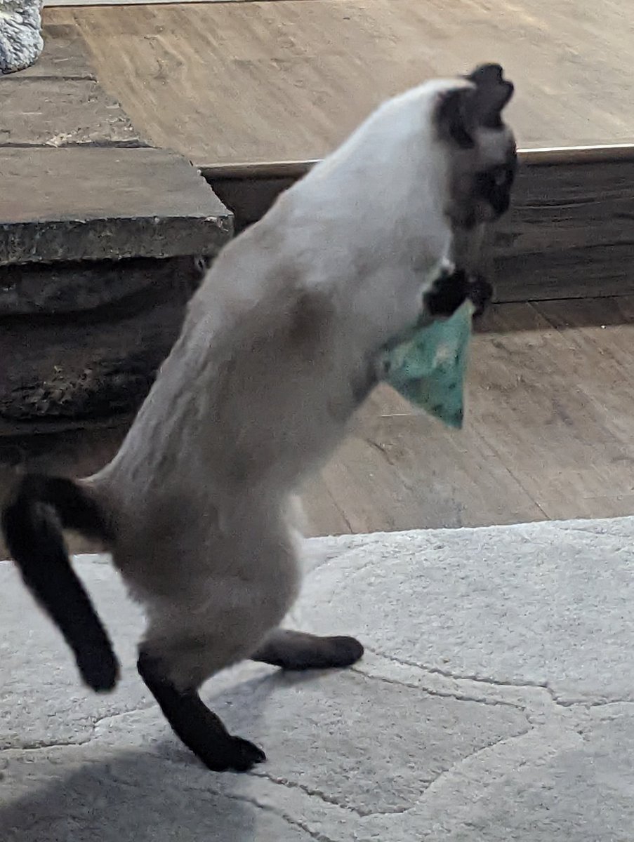 aww cute! 🐶 (@awww_cutie) on Twitter photo 