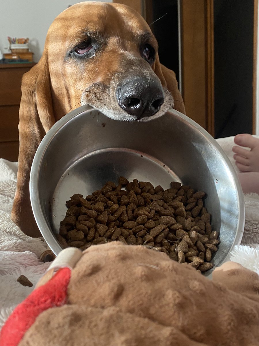 #GMMReadyPetGo hi I’m Frankie, this is my food