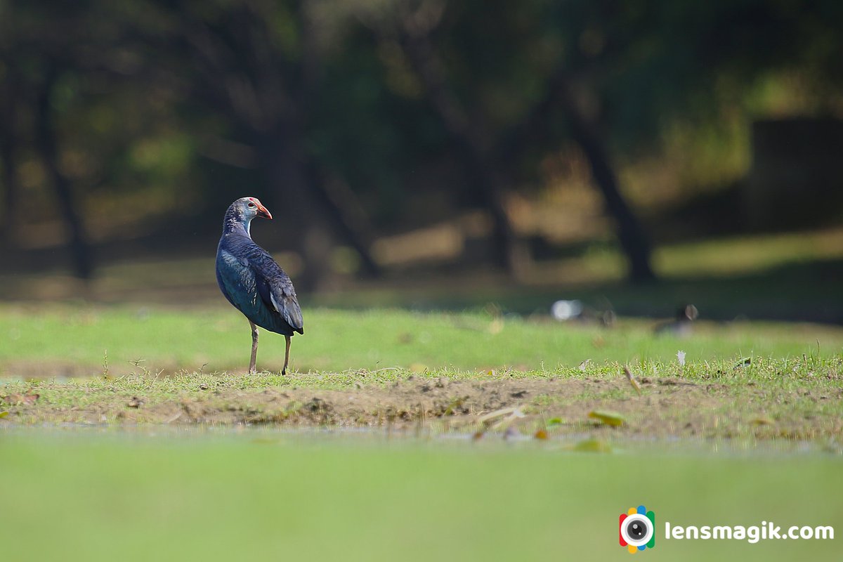 Grey Headed Swamphen bit.ly/3OuEzUu Sultana Bird #greyheadedswamphen #sultanabird #typesofswamphenbird #waterbird #purpleswamphen #thollake #birdsofGujarat #birdsanctuarygujarat #birdwatching #birdphotography