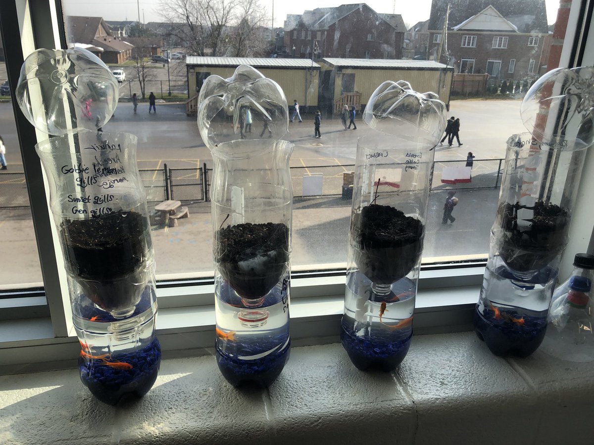 MrsGupta_Grade7's tweet photo. Grade 7’s #ecocolum are ready for observations. They are so excited, named their fishes, fed them and now they need to take care of them by watering their terrestrial ecosystem #grade7Science @DolsonPS @shawn_sabourin https://t.co/fFaSkrAZNs