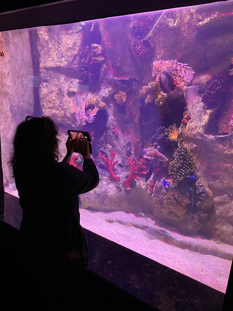 Gözleriyle canlı güzellikleri keşfetmek yerine akvaryuma yapışıp dakikalarca balıkları kaydeden insanları anlamıyorum. Evde belgesel izlemek belki daha mantıklı olabilir.