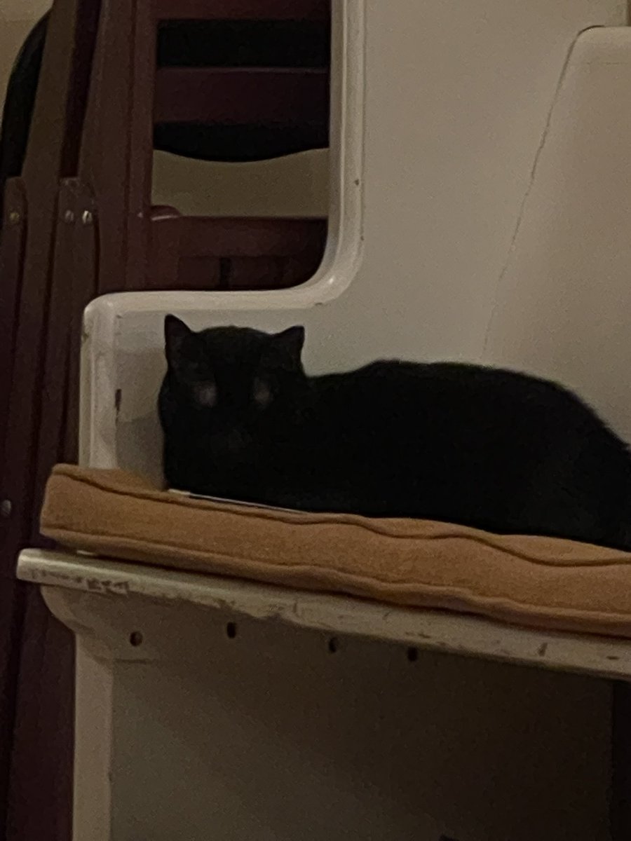 My cats eyes are closed. She has two balding spots that look like her eyes are open.