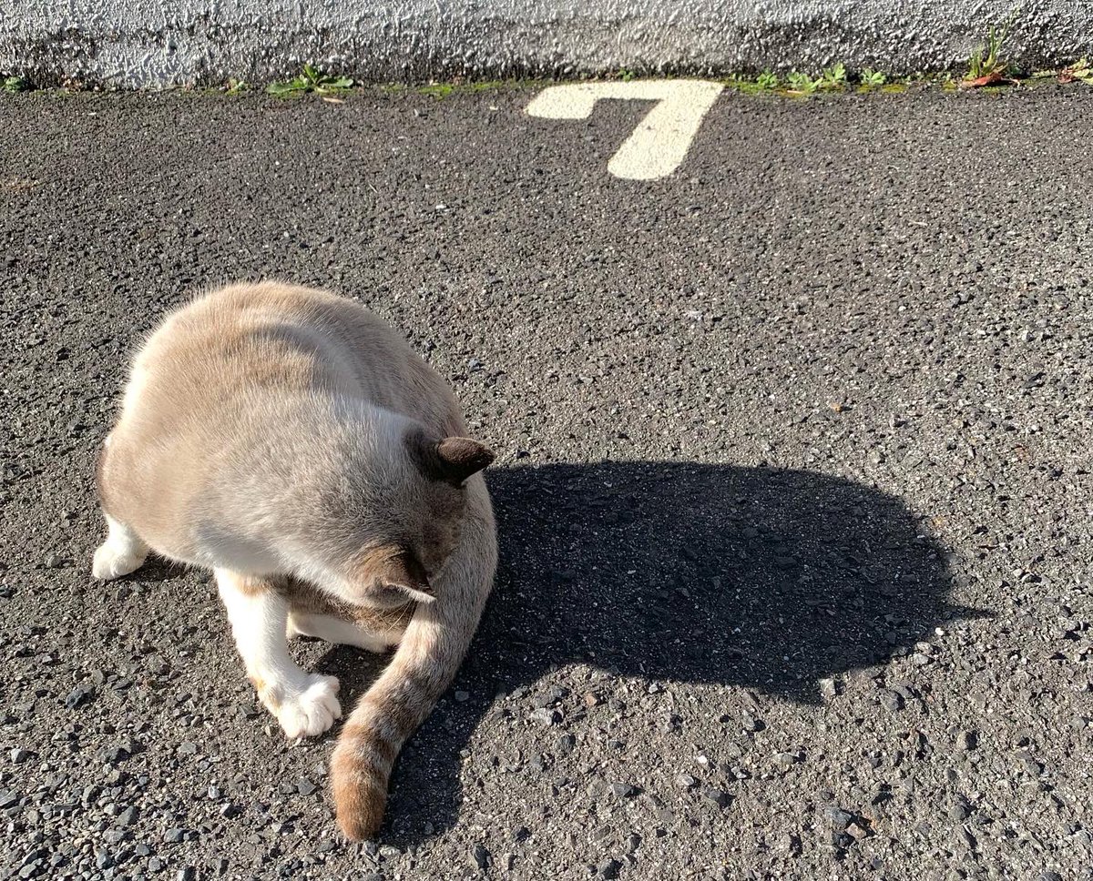 icdttto1224's tweet photo. 🐈今朝のモドキ君
😁今日は七番にてパーキングラブ❤️

#猫好き
#保護猫支援活動プロジェクト
#猫好きと繋がりたい
#CatHubProject
#cats 
#animal
#ネコスタグラム
#尾道観光 
#尾道散歩 
#尾道
#尾道水道 
#日本遺産

🐈‍⬛🐈🐈‍⬛🐈🐈‍⬛🐈🐈‍⬛🐈🐈‍⬛🐈 https://t.co/7XL70If8FI