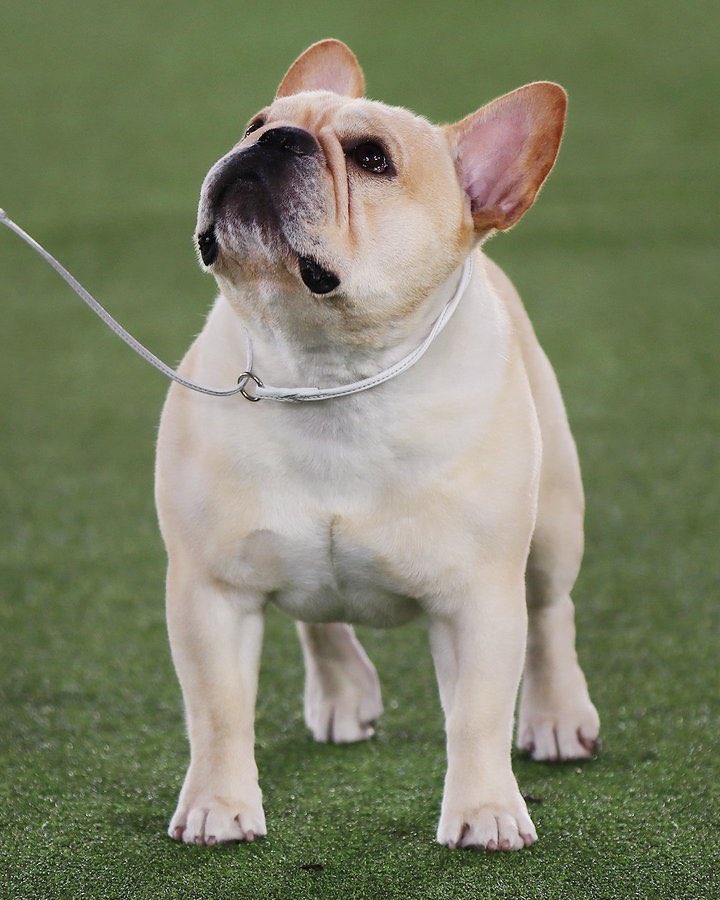 Pop Crave on Twitter "Winston the French Bulldog has won ‘Best in Show
