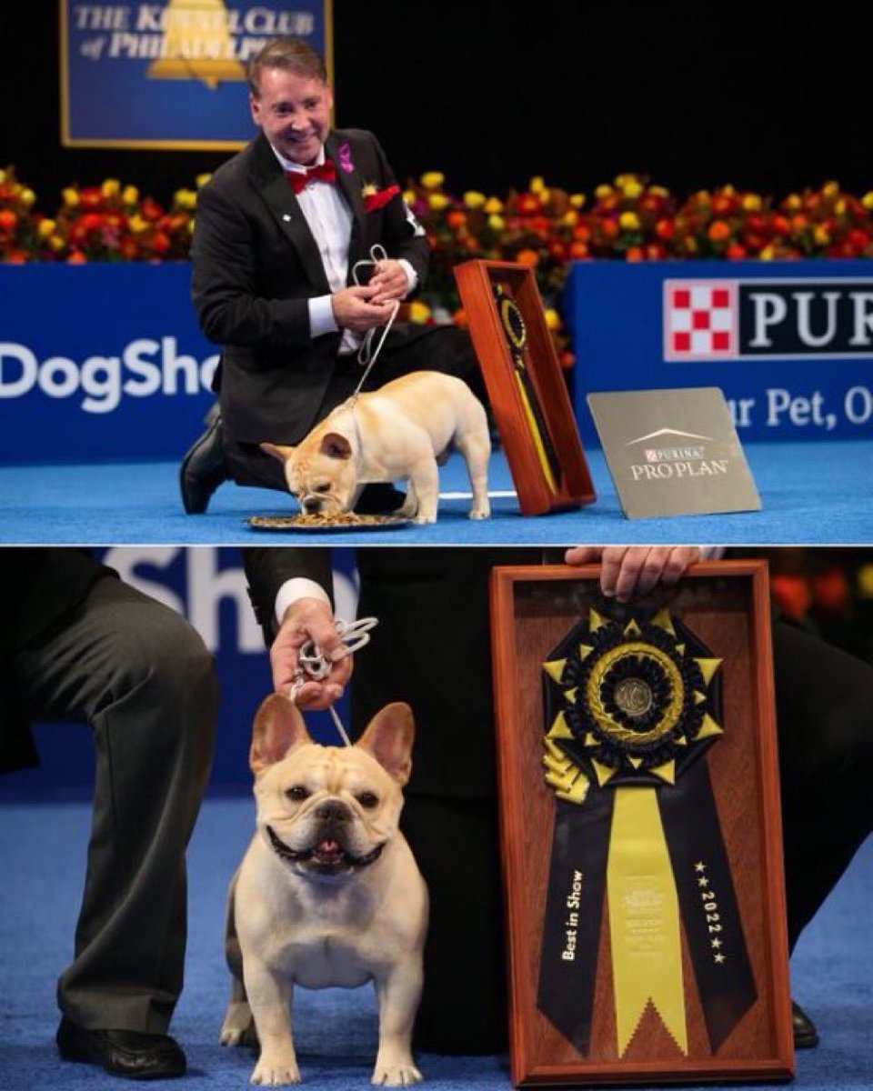 No Context Clips on Twitter "RT WhistleUncut Winston the French