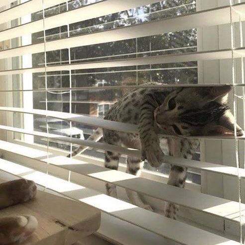 DontShowYourCat's tweet photo. tuckered out https://t.co/mnv0jVKmDc
