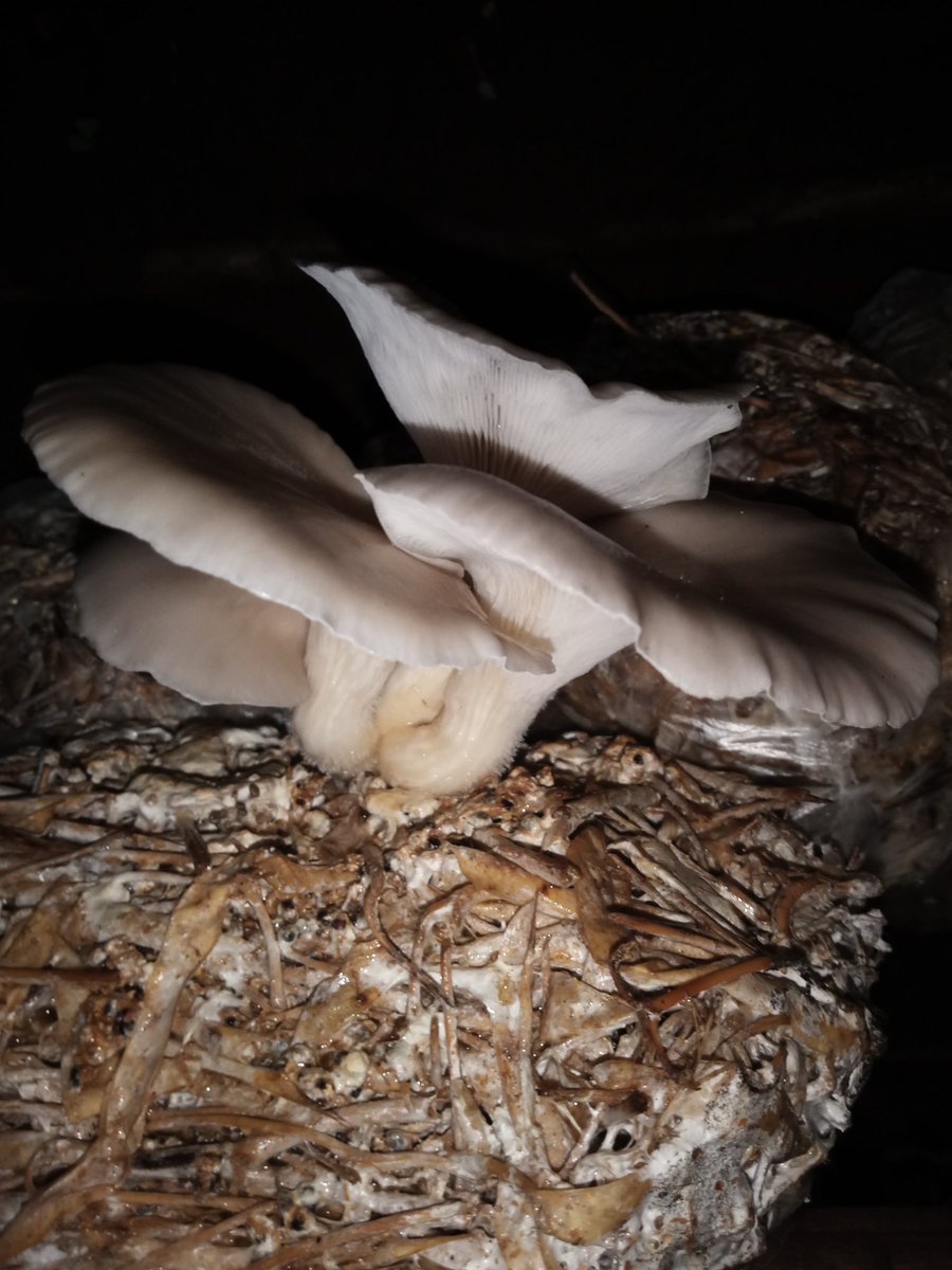 BalagiziGabriel's tweet photo. Réduction des déchets d'origines agricoles dans le bassin versant du lac Kivu en RDC, par la production des champignons comestibles. #Unité de production a été installée à l'Université Officielle de Bukavu. Plus de 3 #tonnes réduites.  @cabinet_esuRDC @NEXUSPlatform @ABAKIR_Info https://t.co/MmFuwsyi4F