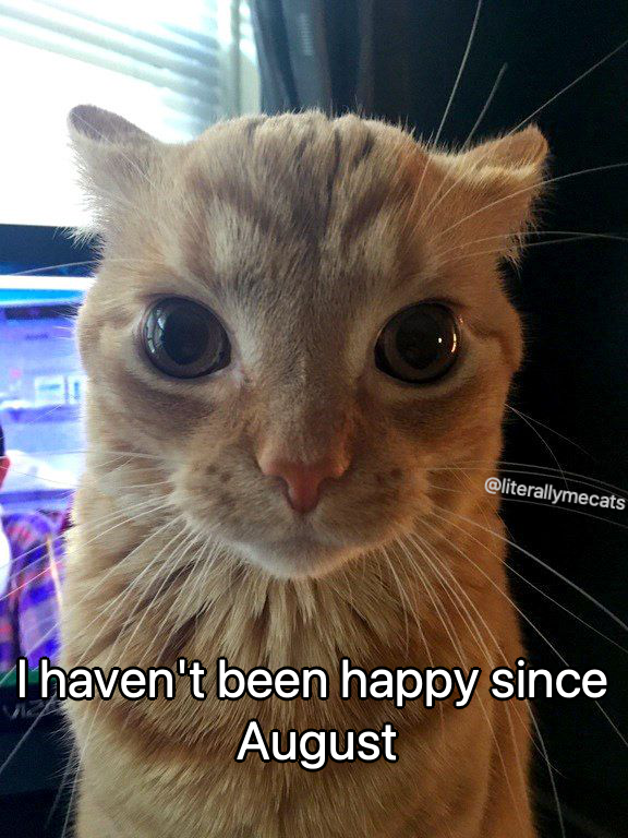 LiterallyMeCats (@literallymecats) on Twitter photo 