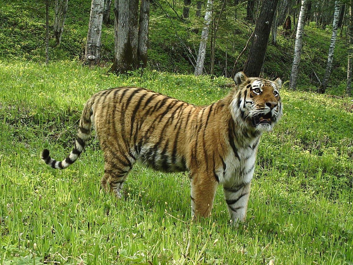 in_jilin's tweet photo. Sino-Russian Joint Efforts on Cross-border Conservation of Wild Tigers and Leopards:Experts from Both Sides Anticipating Strengthened Technological Cooperation~ https://t.co/DRz2cLsW5H