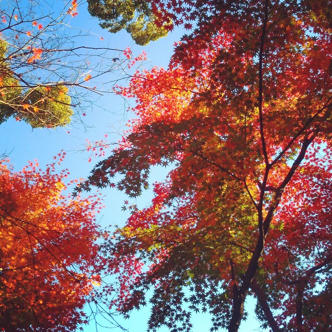 だいぶ色づいてきた 