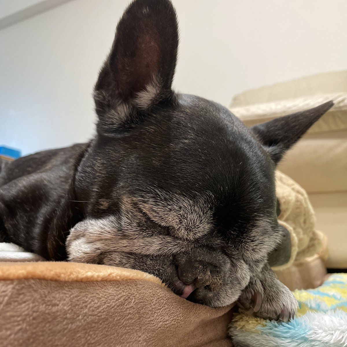 kogeten's tweet photo. 今日は25（コゲ）の日

大好きな息子に花を手向ける日

なかなか布団から出られなくなってくる季節だけど、起きてみると昼間は暖かいんだな

散歩してるワンコたちをよく見かけます☺️ https://t.co/7laz8onmpI