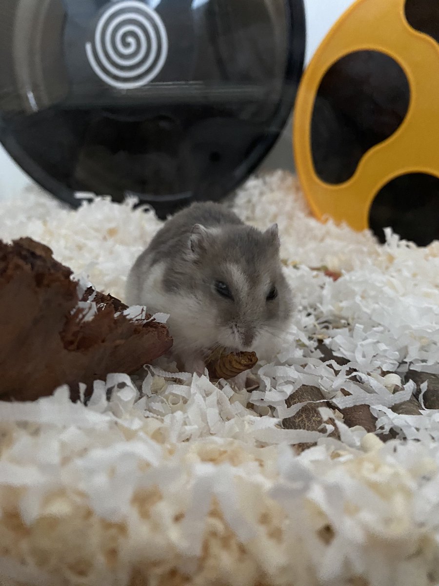 보송하구.. 따끈하구.. 번데기를잘먹구..