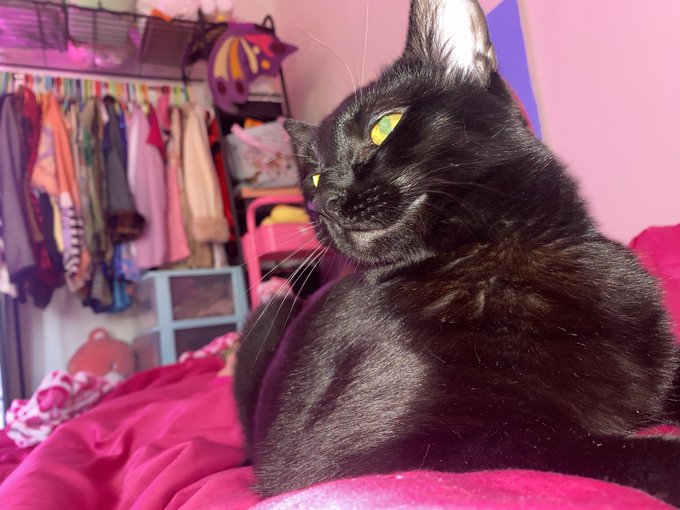 We stare at each other every morning arguing over who is the prettiest 🙈 https://t.co/xs8TB6ZApr