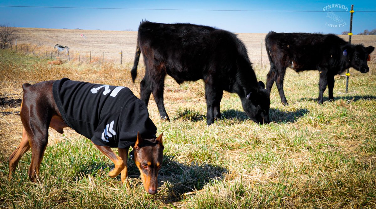 Zombi_Rot's tweet photo. #reddoberman #dobermom #dobermanmom #dobiemama #doberman_moms #dobermanpinscher #dobe #dobie #dobermanpuppy #eastwood #dogsofmissouri #missouridoberman #dobielife #dobermanpride #dobermanlover #dobermanlife #MOdoberman #dockedandcropped #croppeddockednloved #missouridogs https://t.co/WDF2vDNUpP