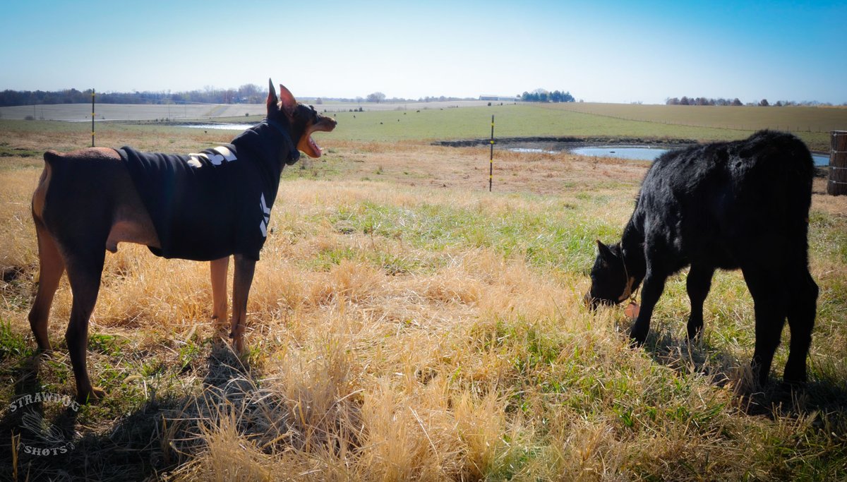 Zombi_Rot's tweet photo. #reddoberman #dobermom #dobermanmom #dobiemama #doberman_moms #dobermanpinscher #dobe #dobie #dobermanpuppy #eastwood #dogsofmissouri #missouridoberman #dobielife #dobermanpride #dobermanlover #dobermanlife #MOdoberman #dockedandcropped #croppeddockednloved #missouridogs https://t.co/pw7nTLJ259