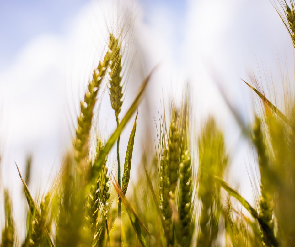 Waite Research Institute tweet media