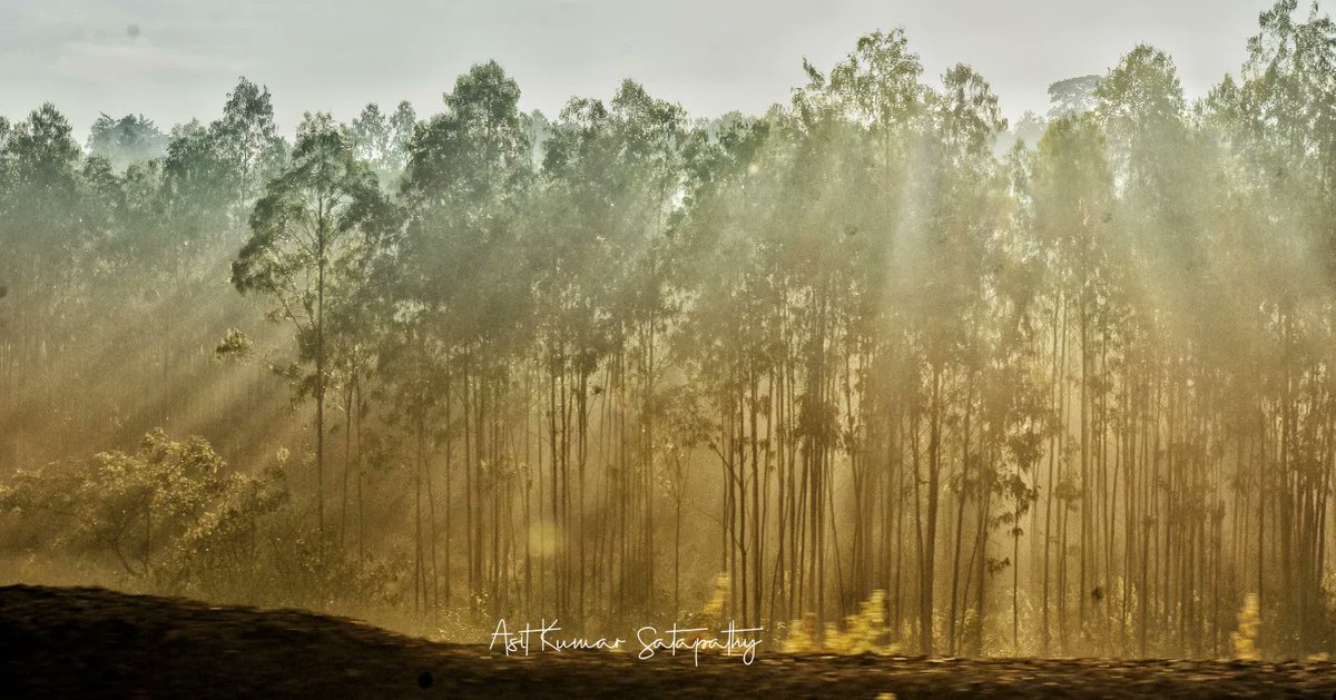 Asitkumar_AK's tweet photo. #wintermorning #foggymorning #Koraputdistrict #koraputdiaries #trainjourny🚊 #photographers_of_india #photojournalist #nikon #Bbsrbuzz #eodishaorg #pureodisha #Sambad https://t.co/iqiZrQmqKC
