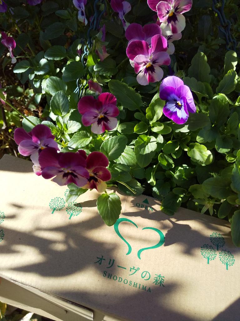 wisteria2525yu's tweet photo. お昼からの仕事のお供♪
#olivetea
 #オリーブリーフティー
 #オリーヴの森
 #妖怪美術館ミュージアムショップ
  #ちびしるべぇ https://t.co/kHrxN7MAMf