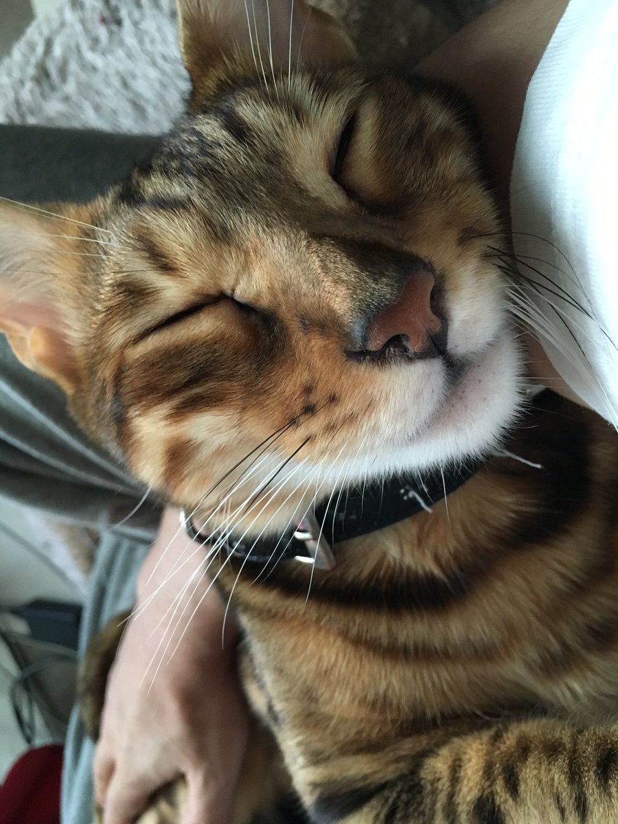 Pharol5's tweet image. 2015年11月25日我が家の長男シュトリが
お空に帰ってもう7年か・・・

亡くなる前日のいつも通りの甘えん坊の姿
これが最後の日になるなんて夢にも思わなかったよ。　お空の暮らしはどうですか？
親父とは会えたかい？