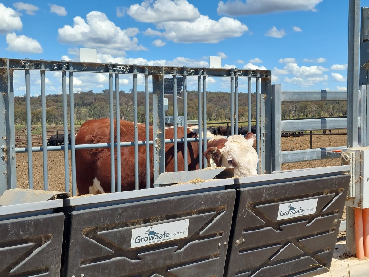 Yesterday the #SBTSTBTS team were at UNE's Tullimba Feedlot for the Efficient Beef Field Day. Great to see some Southern Multi Breed project steers and get a look at the machines being used to measure methane output.