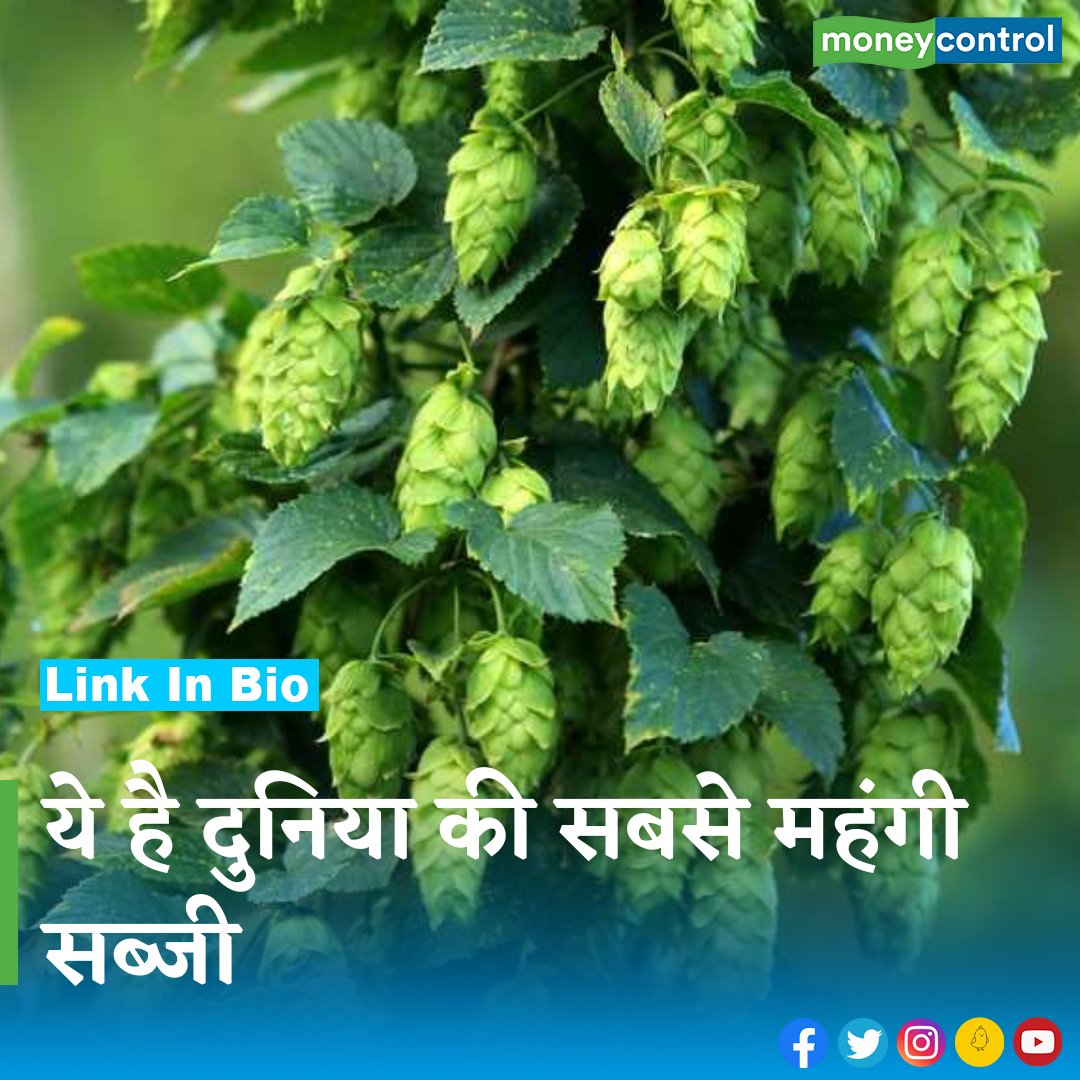 MoneycontrolH's tweet photo. क्या आप दुनिया की सबसे महंगी सब्जी की कीमत का अंदाज़ा लगा सकते हैं..जानने के लिए पढ़िए
.
पूरी ख़बर पढ़ने के लिए नीचे क्लिक करें 👇
https://t.co/dnAa9ytfwF

@AgriGoI @PMOIndia @narendramodi @nstomar
 
.
.
#vegetable #expensivevegetable #hopshoots #HimachalPradesh #European https://t.co/0NVUxLND4o
