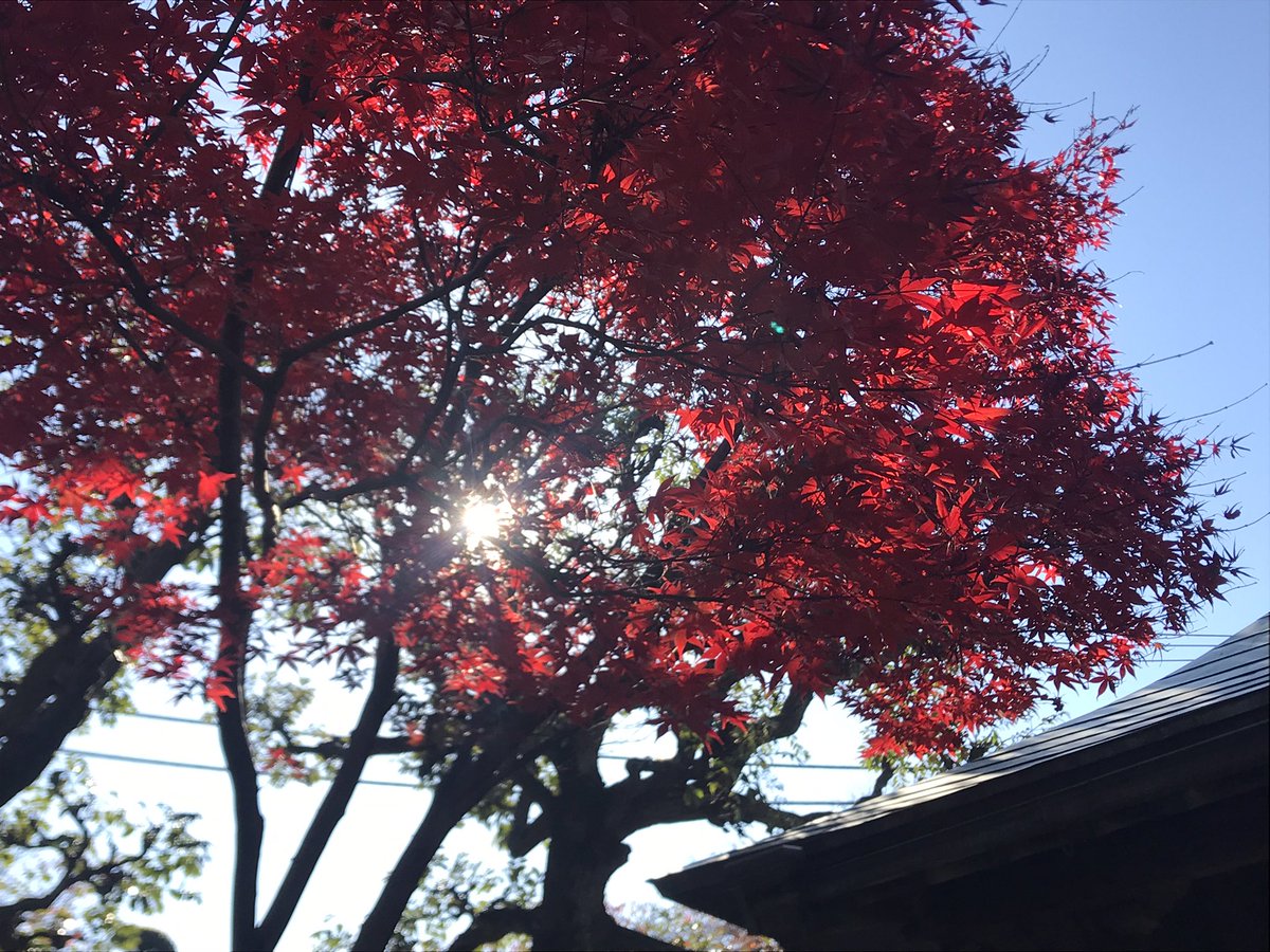 「お昼買いにがてら近所のお寺にふらっと寄ってみたら紅葉キレイだった。この時間は太陽」|まるいがんものイラスト