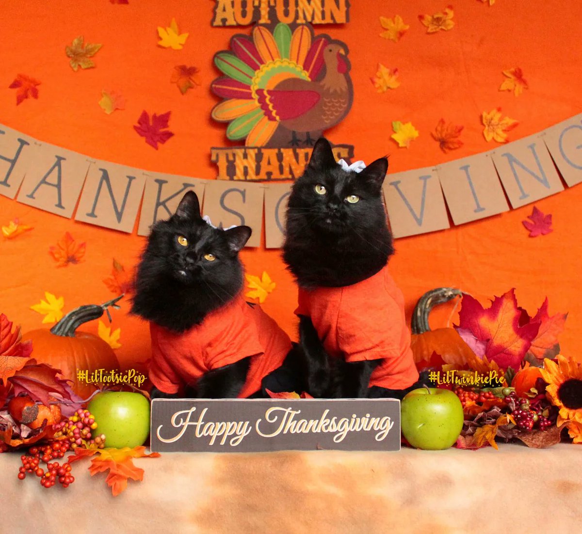 LilMissBabycat's tweet photo. 🦃🧡 #HappyThanksgiving! 🧡🦃.
Hope everyone got a little taste of #turkey today! My stinky sisters, Tootsie &amp; Twinkie hope you had a wonderful Thanksgiving too!
#Thanksgiving #givethanks #AdoptDontShop https://t.co/LCpeRnz6jB