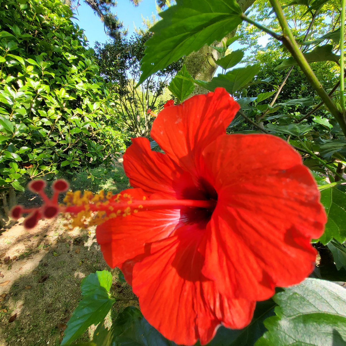 hami NFT tweet media